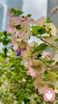 清风拂过花枝，薄粉花瓣轻轻晃动。枝叶随风轻颤，没有刻意的盛放，却生出灵动温柔的韵味。

世间美好大抵如此，微风扰动非但没有折损雅致，反倒添了鲜活气息。静静凝望花枝摇曳，浮躁心绪慢慢平复。

风来便自在轻舞，安然接纳周遭变化。在细碎光景里，感受自然赠予的温柔，于烟火日常，寻一份内心安稳。配图