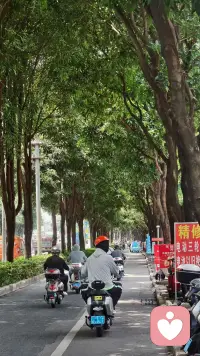 夏日的风裹着绿意扑面而来，路边林荫叠翠，菠萝蜜与嘉宝果缀满枝头，酝酿着清甜。
守在屏幕这头，接住不同人藏在日常里的情绪褶皱。有人在喧嚣里迷茫，有人被细碎烦恼困住。
看满树生机，忽然懂得：就像果子要慢慢成熟，情绪也需要时间沉淀。耐心陪伴，静静倾听，陪你在浮躁日子里，寻一份内心的安稳🌿配图