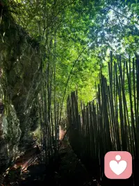 骑行与倾听｜做别人的情绪树洞，也给自己留一片山野

盛夏的山路骑行，热浪裹挟着汗水浸透衣衫，车轮碾过绿意，也碾散心底积攒的疲惫。

做倾听师的日子，总在承接他人的焦虑与内耗，把温柔留给来访者，却常常忽略自己。

挥汗前行的过程，是独属于我的情绪出口。在风与山林间卸下紧绷，在爬坡喘息里接纳所有情绪。先安顿好自己，才能带着更平和的力量，去接住每一份托付。

#倾听师日常 #骑行疗愈配图