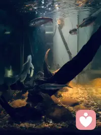 倾听师的慢时光，藏在鱼缸里

结束了一天的情绪倾听工作，夜晚总爱蹲在鱼缸旁放空自己。

一缸清水，几尾游鱼，沉木与水草静静舒展。看着鱼儿自在穿梭，水波轻轻晃动，白天承接的细碎烦恼，好像都随着水流慢慢化开了。

做倾听师久了，总在收纳别人的焦虑，而养鱼，是我给自己的治愈时刻。不必言语，只静静感受这份悠然，在无声的陪伴里，找回内心的松弛与平静🌿配图