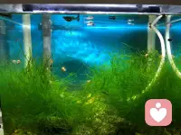 倾听师的慢时光，藏在鱼缸里

结束了一天的情绪倾听工作，夜晚总爱蹲在鱼缸旁放空自己。

一缸清水，几尾游鱼，沉木与水草静静舒展。看着鱼儿自在穿梭，水波轻轻晃动，白天承接的细碎烦恼，好像都随着水流慢慢化开了。

做倾听师久了，总在收纳别人的焦虑，而养鱼，是我给自己的治愈时刻。不必言语，只静静感受这份悠然，在无声的陪伴里，找回内心的松弛与平静🌿配图
