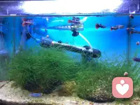 倾听师的慢时光，藏在鱼缸里

结束了一天的情绪倾听工作，夜晚总爱蹲在鱼缸旁放空自己。

一缸清水，几尾游鱼，沉木与水草静静舒展。看着鱼儿自在穿梭，水波轻轻晃动，白天承接的细碎烦恼，好像都随着水流慢慢化开了。

做倾听师久了，总在收纳别人的焦虑，而养鱼，是我给自己的治愈时刻。不必言语，只静静感受这份悠然，在无声的陪伴里，找回内心的松弛与平静🌿配图