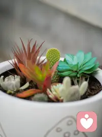 开启倾听师平凡又美好的一天，从园里的花草启程。总有人说，偏爱摆弄花花草草就代表步入年岁，可我偏偏不这么认同。

在盛放的万寿菊间驻足，看绿叶衬着暖黄繁花，草木自在生长的治愈感，和年龄从无关联。喜欢花草，只是心里藏着温柔与热爱。身为倾听师，在一花一叶里沉淀心境，才能更好接住来访者的细碎情绪，守住日常里细碎的小美好。