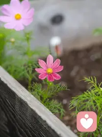 开启倾听师平凡又美好的一天，从园里的花草启程。总有人说，偏爱摆弄花花草草就代表步入年岁，可我偏偏不这么认同。

在盛放的万寿菊间驻足，看绿叶衬着暖黄繁花，草木自在生长的治愈感，和年龄从无关联。喜欢花草，只是心里藏着温柔与热爱。身为倾听师，在一花一叶里沉淀心境，才能更好接住来访者的细碎情绪，守住日常里细碎的小美好。