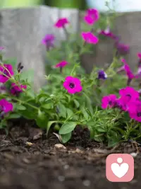 开启倾听师平凡又美好的一天，从园里的花草启程。总有人说，偏爱摆弄花花草草就代表步入年岁，可我偏偏不这么认同。

在盛放的万寿菊间驻足，看绿叶衬着暖黄繁花，草木自在生长的治愈感，和年龄从无关联。喜欢花草，只是心里藏着温柔与热爱。身为倾听师，在一花一叶里沉淀心境，才能更好接住来访者的细碎情绪，守住日常里细碎的小美好。