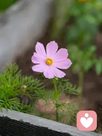 开启倾听师平凡又美好的一天，从园里的花草启程。总有人说，偏爱摆弄花花草草就代表步入年岁，可我偏偏不这么认同。

在盛放的万寿菊间驻足，看绿叶衬着暖黄繁花，草木自在生长的治愈感，和年龄从无关联。喜欢花草，只是心里藏着温柔与热爱。身为倾听师，在一花一叶里沉淀心境，才能更好接住来访者的细碎情绪，守住日常里细碎的小美好。