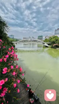 路过河畔偶遇惬意一幕：夹竹桃开得热烈嫣红，碧水映着白拱桥，流云漫过城市楼宇。一位阿姨独坐临水木栈道，两根鱼竿轻垂河面，在闹市烟火里守着一方清闲。

做倾听师久了越发懂得，人总要寻一处安放情绪的角落。不必追赶忙碌，临水垂钓，看花看云，让心事随水波慢慢散开。平凡日常里的小悠然，便是治愈焦虑最好的良药。