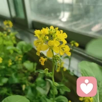 你不必是一朵花🌸，不用开给谁看呢，不用靠谁的喜欢呢，风会吹雨会下，你只管自己发芽🌱配图