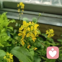 你不必是一朵花🌸，不用开给谁看呢，不用靠谁的喜欢呢，风会吹雨会下，你只管自己发芽🌱配图