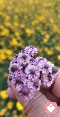 晚安❤️❤️亲爱的家人们，感恩相遇🌹🌹感谢一天的陪伴🌹🌹很高兴认识你们🙏🏻🙏🏻配图