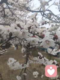 每天都充满希望，早安！家人们配图