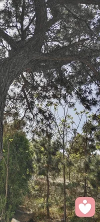 ✨
愿你往前走、向前看，
相信一站有一站的风景，
一年有一年的惊喜。
生活从来都不是赶路，而是感受路。不必纠结过去的遗憾，也不用焦虑未来的未知，踏踏实实走好每一步，那些属于你的风景和惊喜，总会在不经意间出现～💛配图
