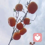 月相的兔的头像