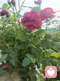 ⛅𝕤𝕡𝕣𝕚𝕟𝕘 ✧
春来无事🌱
只为花忙🌸配图