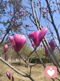 春风拂过，枝头繁花次第绽放，暖阳温柔，花香满径，满眼皆是生机，心也跟着明媚轻快，满是欢喜与惬意。配图