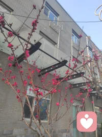 春风拂过花开满枝，心头忽然泛起思念，远方的人，你可安好