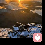 优雅侏儒兔之声的头像