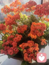 今日母亲节，㊗️愿全天下的母亲节日快乐，身体健康。一定好好爱自己，爱自己才是终身浪漫的开始。