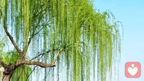 人生是用来体验的,不是追求完美的