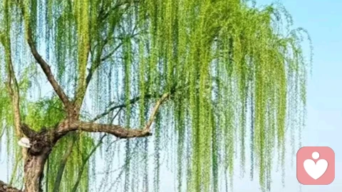 重视情志和谐，别让情绪损害你的内脏