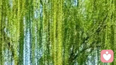 精神内守,恬淡虚无