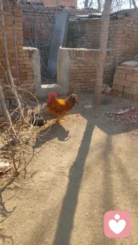 与自己和解，是治愈的开始。放下焦虑，聆听内心真实的回响。拥抱不完美，在简单日常里，找到安稳与力量。愿你的心里，总有暖阳。配图