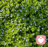 今天我出门看见了蓝色的花真的很好看！！！
还有我吃了美味的鸡翅！！！
你今天吃了什么？看到了什么？
可以找我来聊天哦！(★≧▽^))★☆配图