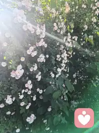 安隅倾听·今日小记

今天看到萨提亚的一句话，很触动：
“要把来访者当成英雄，而非受害者——经历了那么多痛苦，还愿意主动成长的人。”

深以为然。
每一次倾听，只是在见证，见证一个又一个英雄，如何在自己的生命里，慢慢站起来。

陪伴是相互的。
你信任我，我就在。
你往前走，我就守在你身后。

不需要完美，只需要真实。
你愿意来，我就愿意听。

🌱 安隅倾听，一直在这里。配图