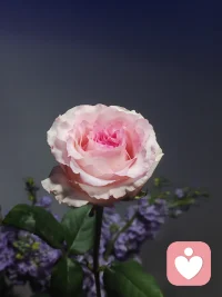 与其在别人的剧本里当配角，不如在自己的故事里做主角。只有当你勇敢地拿起笔，书写属于自己的人生篇章时，才能真的活出自己的价值和意义配图