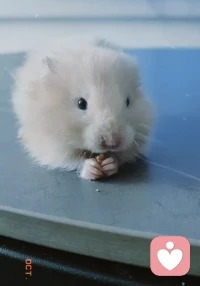 总有人问，一个人撑起生活、带着孩子往前走，会不会觉得累。
我想说，给孩子最好的礼物，从来不是物质的堆砌，而是永远不向生活低头、向阳而生的样子。
我努力活成一束光，不是为了证明给谁看，只是想告诉孩子：哪怕前路有风雨，永远有人做你的底气。
 
就像这只认真干饭的小仓鼠，哪怕世界再大，也能专注手里的小美好，把日子过得软乎乎、暖融融。
我们都懂这份独自扛下一切的疲惫与坚韧，
愿我们都能在彼此的陪伴里，修补生活的褶皱，活成自己喜欢的模样。✨
 
#亲子陪伴 #女性成长 #情绪树洞配图