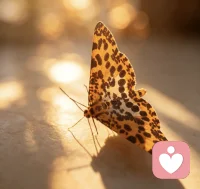 🦋办公室飞来一只“霸道小豹纹”，赖着不肯走！
行吧，那你就当我的工位专属吉祥物啦～
往后日子，稳步前行，慢慢发光✨配图