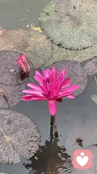 今天是惊蛰分享给大家
是从沉眠到苏醒、从内敛到生发的过程
醒
冬眠结束，心不再沉郁、麻木、拖延，
意识慢慢清明，愿意睁开眼面对生活。
动
雷声一响，心里的懒劲散了，
有了想做事、想出发、想改变的冲动。
生
情绪不再压抑，
希望、期待、热情开始破土而出。
轻
告别冬天的沉重、焦虑、内耗，
心境变得轻快、舒展、有呼吸感。
敢
藏了一冬的想法，终于敢说、敢试、敢行动，
有了破土而出的勇气。配图