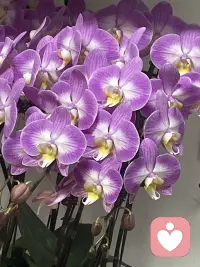 妇女节真正的意义，从来不是被赞美、被优待，而是看见并接纳完整的自己。
我们终其一生，都在学着与内在的脆弱、焦虑、自我怀疑共处，也在一次次选择里，重建自尊、边界与力量。
真正的女性成长，是不再用外界的标准绑架自己：
不因为不够完美而苛责，不因为身份标签而迷失，不因为他人期待而委屈。
允许自己柔软，也允许自己坚定；允许被爱，更懂得自爱。
愿我们都能拥有稳定的自我价值感——
不依附、不讨好、不内耗，
在关系里独立，在生活里从容，
既懂得照顾世界，也不忘拥抱内心那个真实的自己。配图