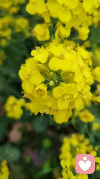 今天有位年轻父亲咨询了关于和女儿的话题！让我联想到从心理学视角看父女关系，是一段非常深刻、影响女孩一生的心理原型。我给你用最清晰、好懂的方式总结一下：

父女关系的心理学核心

1. 父亲是女儿生命中第一个男性形象

• 她对男性、安全感、亲密关系的认知，几乎都来自父亲

• 父亲如何对待她，她就会默认：男人就该这样对我

• 被父亲尊重、疼爱的女孩，长大后不缺爱、不讨好、不卑微

2. 父亲决定女儿的自我价值感

• 父亲的肯定 = 女孩心底的“我值得被爱”

• 父亲的忽视、严厉、缺席 → 容易自卑、敏感、缺安全感

• 父亲越稳定、温和、可靠，女儿越自信、独立

3. 父亲是女儿的勇气来源

心理学里有个结论：

• 母亲给的是情绪安全感

• 父亲给的是探索世界的底气
有稳定父爱支持的女孩：

• 更敢冒险

• 更敢拒绝

• 更敢追求自己想要的人生

4. 父女之间典型的心理模式

女儿心里常见心理

• 小时候：崇拜、依赖、把父亲当超人

• 青春期：叛逆、想逃离、觉得他不懂自己

• 成年后：理解、心疼、突然看懂他的脆弱与压力

父亲心里常见心理

• 不擅长表达爱，只会用“责任、赚钱、保护”来爱

• 怕女儿受伤、怕她吃亏、怕她遇人不淑

• 嘴上严厉，心里比谁都软

• 越老越沉默，越怕成为女儿的负担

5. 父女关系最扎心的心理真相

• 女儿一生都在等待父亲的肯定

• 父亲一生都在默默守护，却不会说

• 很多父女明明深爱，却隔着沉默

• 和解，往往从“女儿开始懂父亲”那一刻发生配图