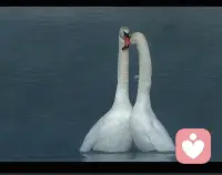 核心心理学理论

1. 共情-利他假说（最主流）

• 看到他人困境→产生**共情（同理心）**→产生助人冲动，只为他人。

• 神经基础：激活前岛叶、颞顶联合区（TPJ），与“感同身受”相关。

2. 负面状态缓解理论

• 助人是为减轻自己的痛苦（如内疚、焦虑、不忍）。

• 例：看到乞丐难受，给钱是为了让自己不难受。

3. 社会交换理论（温情效应）

• 助人是隐性交换：付出成本，换取自我满足、道德形象、归属感。

• “赠人玫瑰，手有余香”即为此理。

4. 进化心理学

• 利他是群体生存策略：互惠利他（你帮我、我帮你）、亲缘选择（帮亲人），提升基因延续概率。

5. 精神分析视角

• 利他是成熟防御机制：通过助人缓解内心冲突、提升自尊、对抗无助。

• 也可能是投射性满足：把自己的被关爱需求投射到他人身上，通过照顾他人间接满足自己。

四、神经与生理基础

• 大脑奖赏系统：助人激活伏隔核、腹侧被盖区，分泌多巴胺，产生愉悦感（助人者高潮）。

• 催产素：提升信任与共情，促进利他行为。

• 镜像神经元：让我们“感同身受”他人情绪，触发助人冲动。

五、影响利他的关键因素

• 情境：紧急情况更易利他；旁观者越多→责任分散→利他越少（旁观者效应）。

• 个体：共情能力强、道德水平高、自尊稳定、有安全感的人更利他。

• 文化：集体主义文化更强调利他；个人主义更强调自我。

六、健康利他 vs 过度利他（边界）

• ✅ 健康利他：有边界、不牺牲自我、双向滋养，带来持久满足。

• ⚠️ 过度利他（讨好/牺牲型）：无边界、自我价值完全依赖被需要，易 burnout、抑郁、怨恨。

要不要我给你整理一份“健康利他”的简单判断清单和日常练习方法，帮你区分健康付出与过度讨好？配图