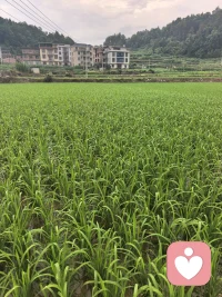 内心有光之人，
才是真正的智者。
那种光是柔和的，
足以控制自身的情绪。
做一个内心有光的人，
遇到事情不要生气，不要抱怨，
懂得一笑而过，更懂得奋力前行。
早安，