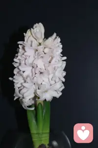 做你的树洞配图