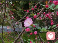 远方的你被生活工作裹着疲惫，却还在忙碌里拍下这簇海棠分享给我，让我很感动！想起这些日子陪你梳理情绪、拆解职场难题，看到你越来越自信！自悟最好的倾听，是当你累到抬不起头时，你是在情绪迷雾里时，有人愿意接住你的所有情绪，也陪你看见生活里还在开的花。
《见海棠寄友》
枝头新蕾破春寒，
一朵先开为你看。
知君辗转尘间事，
职场奔波未得安。
曾为君解心头锁，
也共灯前话路难。
且把烦忧随云散，
海棠开处是清欢。
他日若遇风兼雨，
仍有我在等你谈。