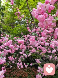 雨后的杭州，垂丝海棠缀着水珠开得正好。
远在千里之外的我，收到了这份带着江南湿气的喜悦——
曾经迷茫的来访者，如今在求职路上破局升迁，眼里的光比这满树繁花还要动人。我始终相信，倾听不是单向的输出，而是彼此照亮的过程。
你愿意把脆弱摊开，我便用心接住每一份情绪；你愿意向前迈步，我便在身后为你鼓掌。那些深夜的倾诉、迷茫时的陪伴，最终都变成了此刻的底气与光芒。愿每一个在人生路口徘徊的人，都能遇见愿意倾听的耳朵；也愿每一份努力，都能像这海棠花一样，在春风里尽情绽放。

《赠来访者》
江南雨润海棠红，
千里传香意正浓。
曾是迷茫灯下客，
今为职场趁东风。
倾听解却眉间锁，
相伴铺成脚下虹。
且趁春光舒羽翼，
人生何处不相逢。配图