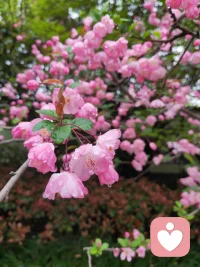 雨后的杭州，垂丝海棠缀着水珠开得正好。
远在千里之外的我，收到了这份带着江南湿气的喜悦——
曾经迷茫的来访者，如今在求职路上破局升迁，眼里的光比这满树繁花还要动人。我始终相信，倾听不是单向的输出，而是彼此照亮的过程。
你愿意把脆弱摊开，我便用心接住每一份情绪；你愿意向前迈步，我便在身后为你鼓掌。那些深夜的倾诉、迷茫时的陪伴，最终都变成了此刻的底气与光芒。愿每一个在人生路口徘徊的人，都能遇见愿意倾听的耳朵；也愿每一份努力，都能像这海棠花一样，在春风里尽情绽放。

《赠来访者》
江南雨润海棠红，
千里传香意正浓。
曾是迷茫灯下客，
今为职场趁东风。
倾听解却眉间锁，
相伴铺成脚下虹。
且趁春光舒羽翼，
人生何处不相逢。配图