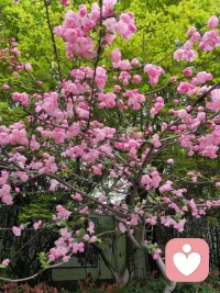 雨后的杭州，垂丝海棠缀着水珠开得正好。
远在千里之外的我，收到了这份带着江南湿气的喜悦——
曾经迷茫的来访者，如今在求职路上破局升迁，眼里的光比这满树繁花还要动人。我始终相信，倾听不是单向的输出，而是彼此照亮的过程。
你愿意把脆弱摊开，我便用心接住每一份情绪；你愿意向前迈步，我便在身后为你鼓掌。那些深夜的倾诉、迷茫时的陪伴，最终都变成了此刻的底气与光芒。愿每一个在人生路口徘徊的人，都能遇见愿意倾听的耳朵；也愿每一份努力，都能像这海棠花一样，在春风里尽情绽放。

《赠来访者》
江南雨润海棠红，
千里传香意正浓。
曾是迷茫灯下客，
今为职场趁东风。
倾听解却眉间锁，
相伴铺成脚下虹。
且趁春光舒羽翼，
人生何处不相逢。配图