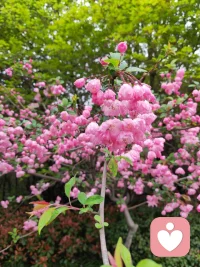 雨后的杭州，垂丝海棠缀着水珠开得正好。
远在千里之外的我，收到了这份带着江南湿气的喜悦——
曾经迷茫的来访者，如今在求职路上破局升迁，眼里的光比这满树繁花还要动人。我始终相信，倾听不是单向的输出，而是彼此照亮的过程。
你愿意把脆弱摊开，我便用心接住每一份情绪；你愿意向前迈步，我便在身后为你鼓掌。那些深夜的倾诉、迷茫时的陪伴，最终都变成了此刻的底气与光芒。愿每一个在人生路口徘徊的人，都能遇见愿意倾听的耳朵；也愿每一份努力，都能像这海棠花一样，在春风里尽情绽放。

《赠来访者》
江南雨润海棠红，
千里传香意正浓。
曾是迷茫灯下客，
今为职场趁东风。
倾听解却眉间锁，
相伴铺成脚下虹。
且趁春光舒羽翼，
人生何处不相逢。配图