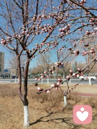 《春芽与心光》
 
枝桠衔着粉黛的梦
在晴空里轻轻舒展
风掠过未开的温柔
把时光揉成浅淡的暖
 
站在光里听风吟
把心事藏进花苞的褶皱
每一粒待放的温柔
都是与春天的邂逅
 
冥想的光落在枝梢
唤醒沉睡的心跳
原来最动人的风景
是眼里的春风与安好配图