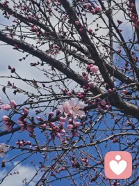 《春枝初绽》
疏枝横斜缀粉霞，
半开蓓蕾待春风。
晴空为底花为墨，
写尽人间第一红。配图