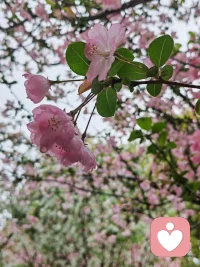 下午收到来访者拍的雨中海棠，晚上便见大雨为他壮行。见证他从沉淀到盛放，奔赴新程，满心欢喜，唯有祝福！
 
                 雨中海棠赴新程
一帘春雨润芳丛，半卷胭脂透晓风。
曾敛芳心藏浅梦，今舒玉靥向晴空。
辞却旧檐云影里，奔赴新程山海中。
我有清樽温暖意，君行万里莫辞匆。
纵使职场多辗转，且凭韧骨立从容。
此花恰似君心路，开尽人间岁岁红。
若有尘劳无处诉，归来共话海棠红。配图