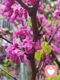 雨润紫荆
 春雨沾衣紫，繁花满树开。
滴滴凝露色，朵朵入怀来。
不与群芳争，独将春意裁。
心随花绽放，岁岁皆安泰。
 一场春雨，把满枝的紫都润得透亮。春有紫荆，雨润芳华，娇艳欲滴的不只是花，是藏在春天里的温柔与希望。每一滴水珠都藏着温柔，每一朵盛放都带着力量。原来最动人的娇艳，从来不是无畏风雨，而是历经湿润，依然热烈盛放，就像每一个在生活里慢慢变好的我们。愿我们都能像这春日紫荆，在风雨里依然娇艳，在时光里慢慢开花。配图