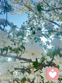 人生最好的修行，不过是心态日渐平和通透。
不再执着于任何人、任何事，坦然接纳一切发生。
不恨、不苦、不留、不悔，万事随缘，随心自在。
慢慢修一颗慈悲柔软的心，放宽眼界，看淡得失，放下执念。
始终相信，世间所有安排，都有它独有的深意。
 人生本就是一场修行，修行贵在自渡，贵在领悟。
一花一世界，一叶一菩提。
心若安然，处处皆是晴天。