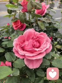 以树的韧劲扎根，以花的热烈生长。职场持续精进发展，生活自带阳光。人生本就是工作即修行，就像农夫深耕土地，默默耕耘、不问喧嚣。很多人在职场迷茫内耗、进退两难，一边煎熬一边彷徨，实则不必纠结前路纷乱。沉下心打磨自己、完善自我，把当下的事做到极致，便能通万法、明万道。所有向上生长的坚持，终会开出属于自己的风景。
接纳职场的苦与迷茫，专注自我修行，日日精进，步履不停，前路自会通透明朗，既有人生价值，亦有岁月温柔与满心欢愉！配图