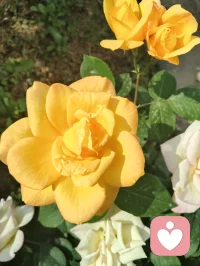 一花一世界，一叶一菩提！配图