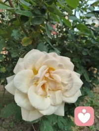 一花一世界，一叶一菩提！配图